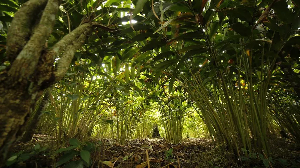 Ecotones Munnar By Eden Environs Hotel